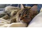 Adopt Mel - Young female adult Offered by Owner a Gray Blue or S
