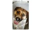 Adopt Spencer a German Shepherd Dog Border Collie