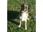 Adopt 1-2 Rangler a German Shepherd Dog Boxer