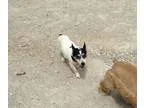 Adopt Skip a Black - with White Jack Russell Terrier  Mixed dog 