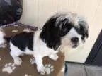 Adopt MARIKO a Shih Tzu Poodle
