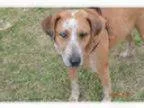 Adopt Tess a Cattle Dog