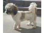 Adopt Buttercup a Shih Tzu