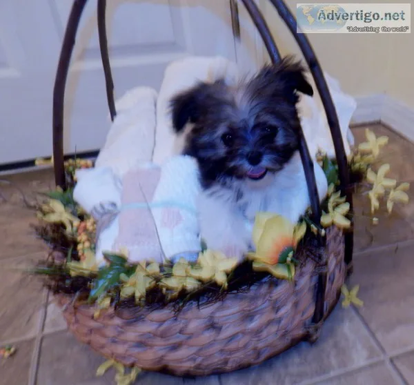 Mi-ki puppies