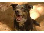 Adopt PUPPIES a Labrador Retriever Rottweiler