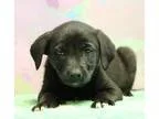 Adopt Chocolate Puppy Cadbury (Has application) a BrownChocolate