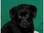 Adopt Midnight a Black Husky  Belgian Shepherd  Mixed dog in Por