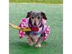 Adopt Hope Kipling a Dachshund