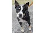 Adopt Casidy a Black - with Gray or Silver Australian Cattle Dog