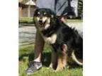 Adopt smiley a Australian Shepherd