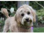 Adopt SETH a RedGoldenOrangeCh estnut - with White Cockapoo  Poo