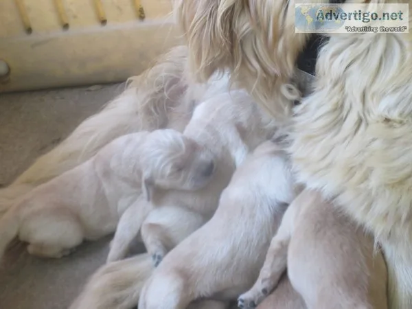 AKC OFA certified Golden Retriever Puppies- 1050 (Paso Robles)
