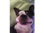 Adopt Rocko Free (and Boomer Free) a Black - with White Boston T