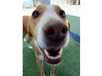 Adopt Nancy a TanYellowFawn - with White Border Collie  Labrador