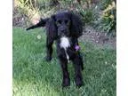 Adopt KIEFER a Black - with White Cocker Spaniel  Mixed dog in N