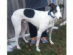Adopt Superman a Greyhound