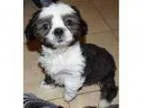 Adopt Beau a Shih Tzu