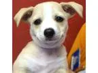Adopt Zink a Basset Hound  Beagle dog in Rancho Santa Fe CA (154