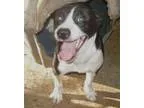 Adopt Peter a Labrador Retriever