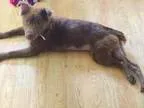 Adopt Kiwi a Australian Shepherd