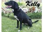 Adopt Kelly a Labrador Retriever