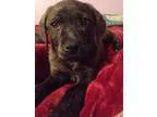 306456 LF - Female Terrier (Unknown Type Small)Chihuahua Mix