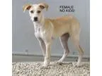 Adopt Pen 17 Lab Mix 3 months NO KIDS clik4pics a Labrador Retri