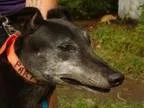 Adopt Party a Greyhound