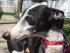Adopt Walter a Italian Greyhound