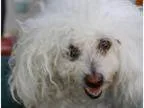 Adopt Naomi a Poodle