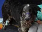 Adopt Silver a Australian Shepherd Cattle Dog
