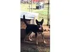 KYREE - Male RottweilerLabrador Retriever Mix