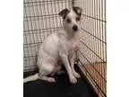 Adopt LeeVA a Jack Russell Terrier