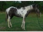 Gentle young coltready for training