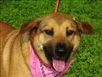 Adopt Bella a Shepherd