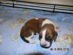 Adopt Betty a Jack Russell Terrier Beagle