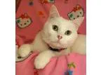 Adopt Cleo a White (Mostly) Domestic Shorthair (short coat) cat 