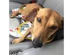 Adopt Christopher Columbus a Dachshund