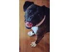 Adopt Mazey a Boxer