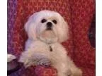 Adopt Max a White Pekingese  Poodle (Miniature)  Mixed dog in Un