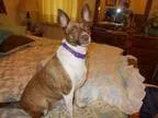 Adopt Brayda a Brindle Rat Terrier  Mixed dog in Arkadelphia AR 