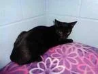 Adopt MACY - A217519 a Domestic Short Hair