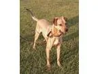 Adopt Buzz a TanYellowFawn Labrador Retriever  Mixed dog in Piqu