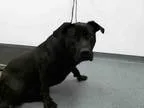 Adopt LUCKY a Black Labrador Retriever  Rottweiler  Mixed dog in