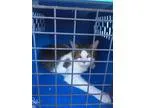 Adopt Spot a White (Mostly) Domestic Shorthair (short coat) cat 