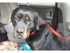 Adopt Mia a Rottweiler