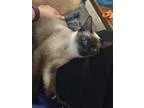Adopt Miso a Cream or Ivory (Mostly) Siamese  Mixed (short coat)