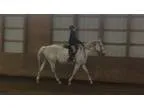 Gorgeous Grey TB Horse for Sale HunterJumperDressage Trails