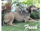 Adopt Fresh a Labrador Retriever
