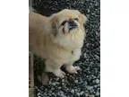 Adopt Pepper a Pekingese